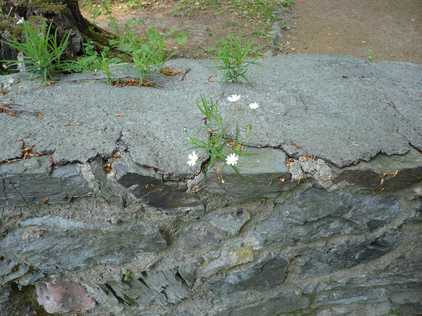Pfanzenwuchs in einer Bruchsteinmauer